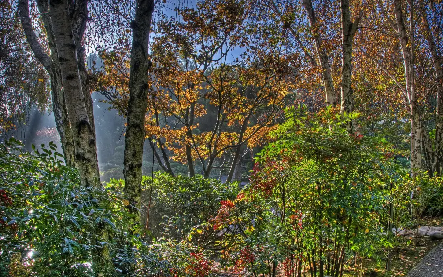 Download a photo of a lush spring or autumn forest with HD quality 