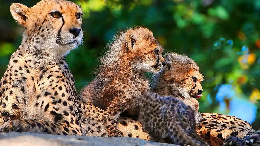 Wallpaper of a magnificent family of cheetahs for social networks