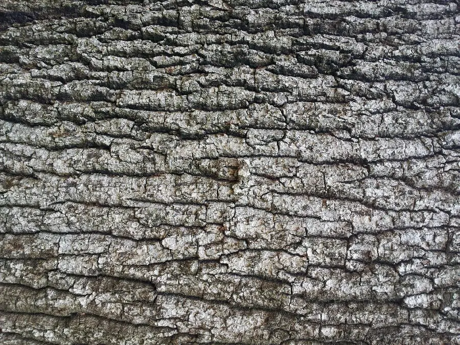 Two-dimensional texture and texture of the gray and black white tree trunk design 