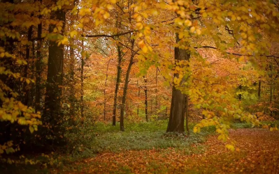 Autumn profile picture with a dreamy and colorful view of the season