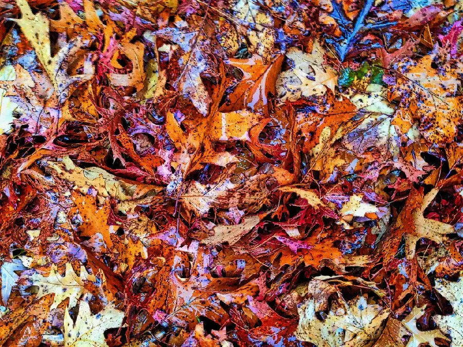 Jackson Pollock's colorful autumn forest leaves wallpaper