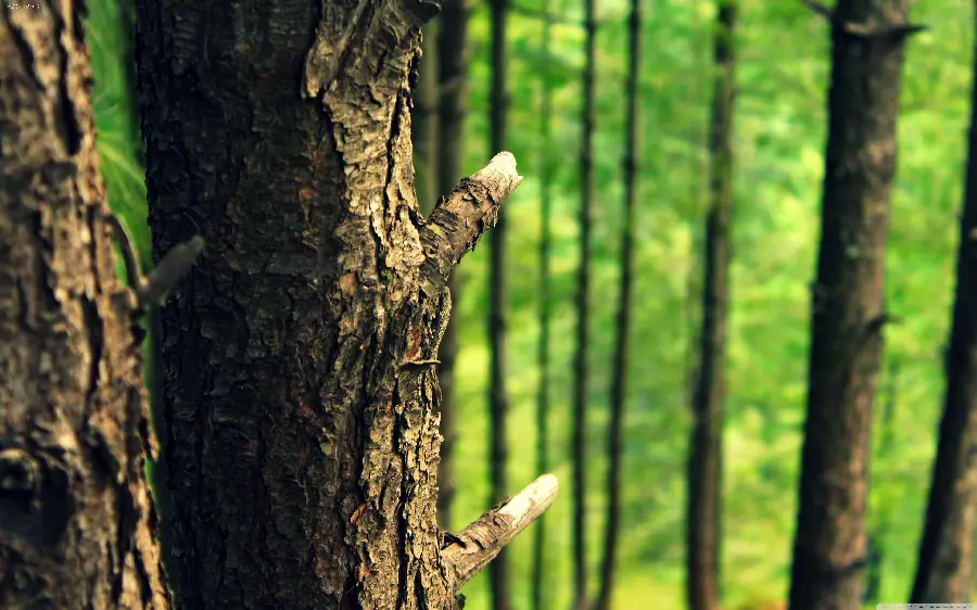 Photo of the trunk and bark of a tropical forest tree with HDR effect 