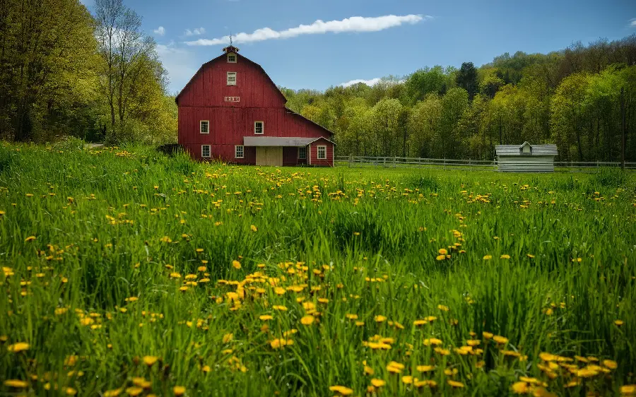 A very beautiful photo of a barn among the meadow and yellow flowers