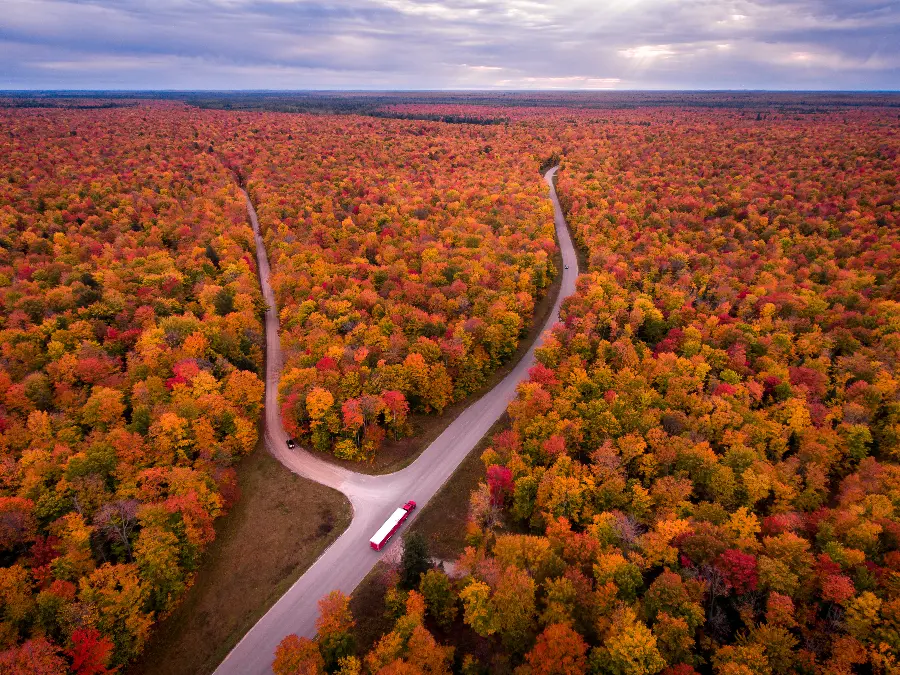 The most beautiful view and landscape of the autumn road of yellow and orange shrubs