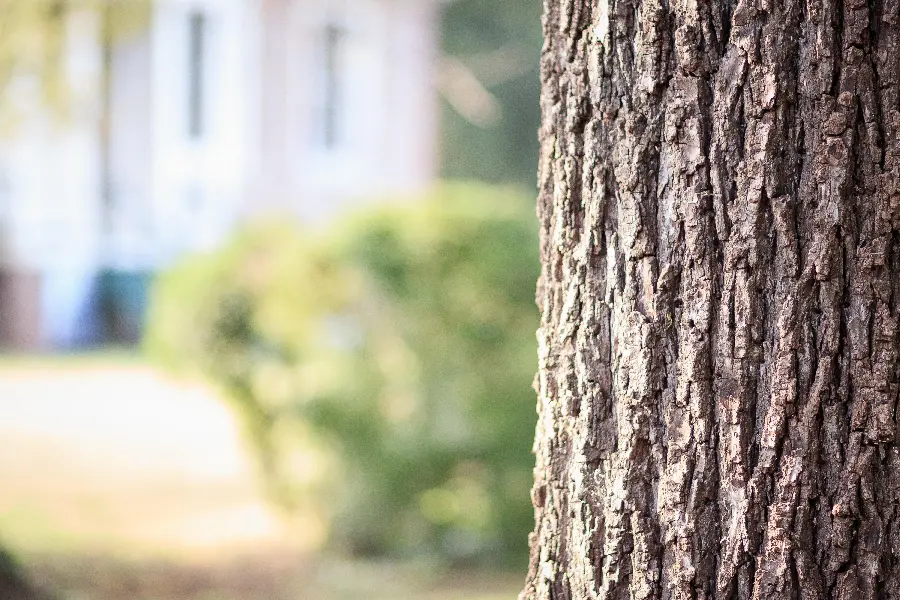 Professional image of a tree trunk in the park with a blurred background 