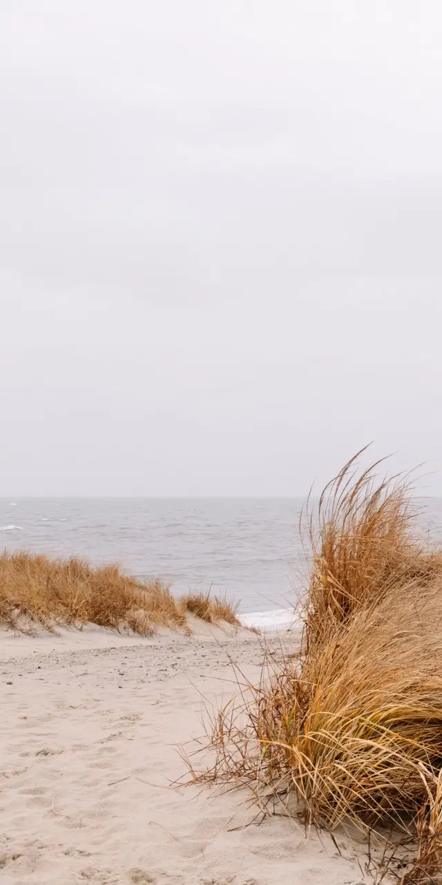 Download stock image for phone background of beach grass