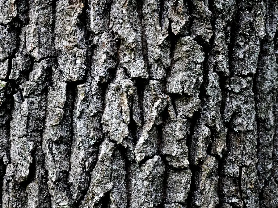 Simple black and white photo of a tree trunk suitable for writing text and turning into a profile photo