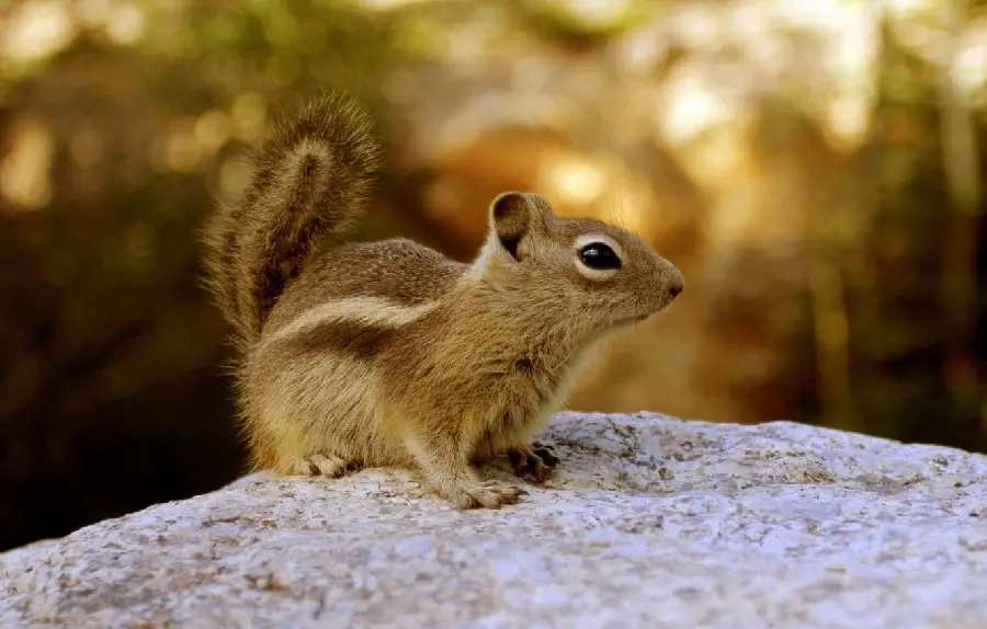Beautiful wallpaper for printing a picture of a squirrel