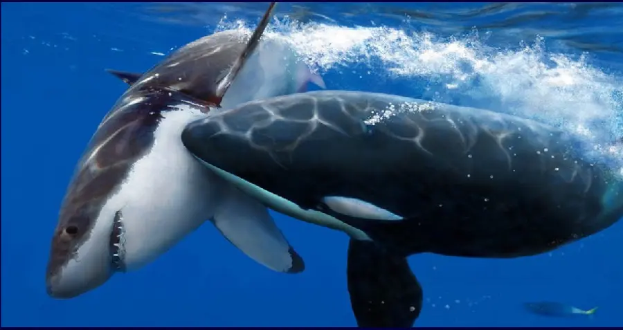 Orca Killer Whale
