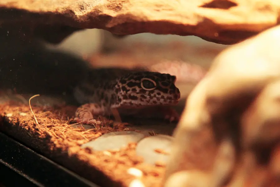 Photo taken of a leopard gecko or gecko in a special aquarium