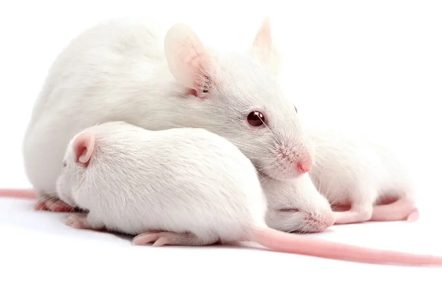 Free and high-quality download of a white hamster profile picture