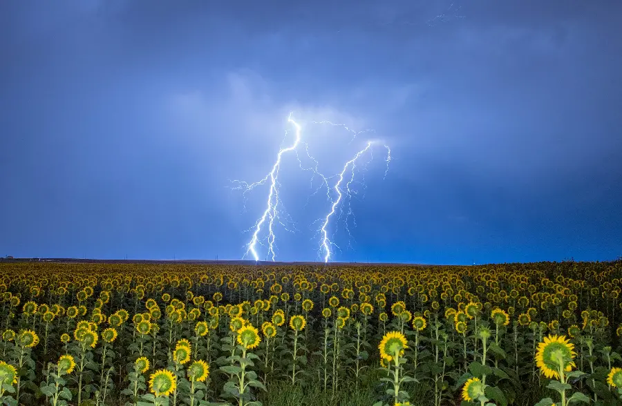 Beautiful background of sunflowers FULL HD