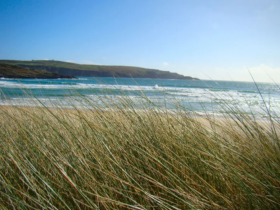 Image Beautiful 4K Beach Grass Free 