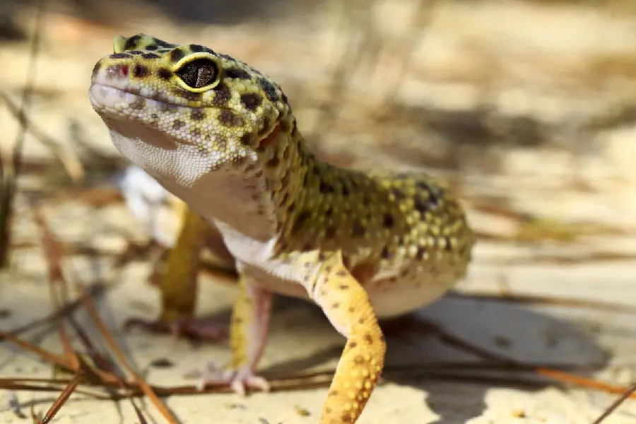 Stock photo of leopard gecko, one of the large and beautiful reptiles