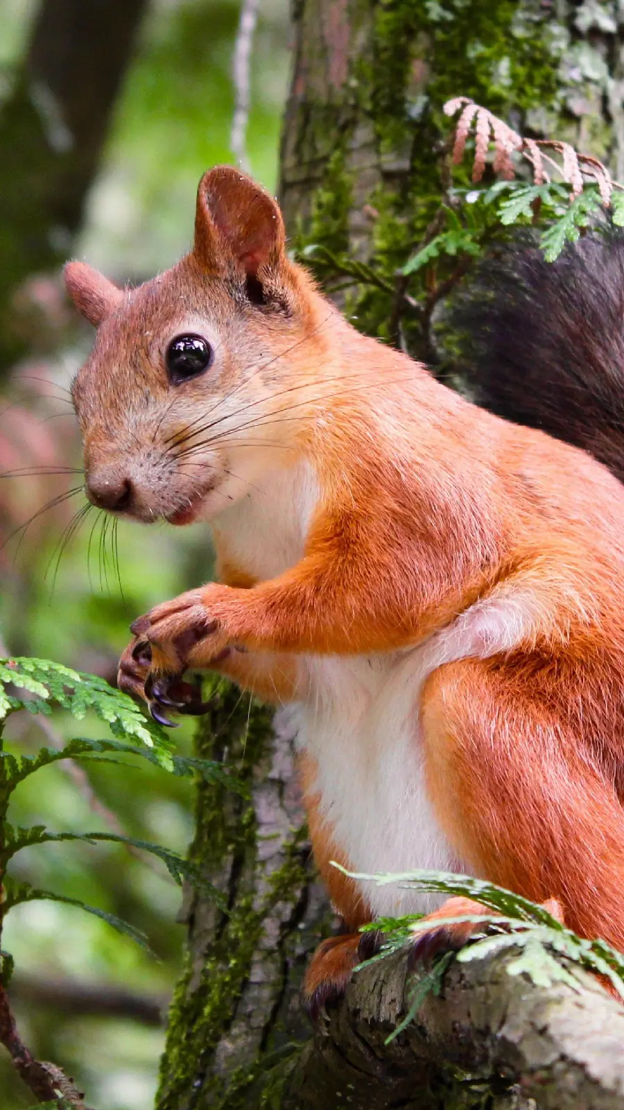 High quality photo of red squirrel for WhatsApp chat page