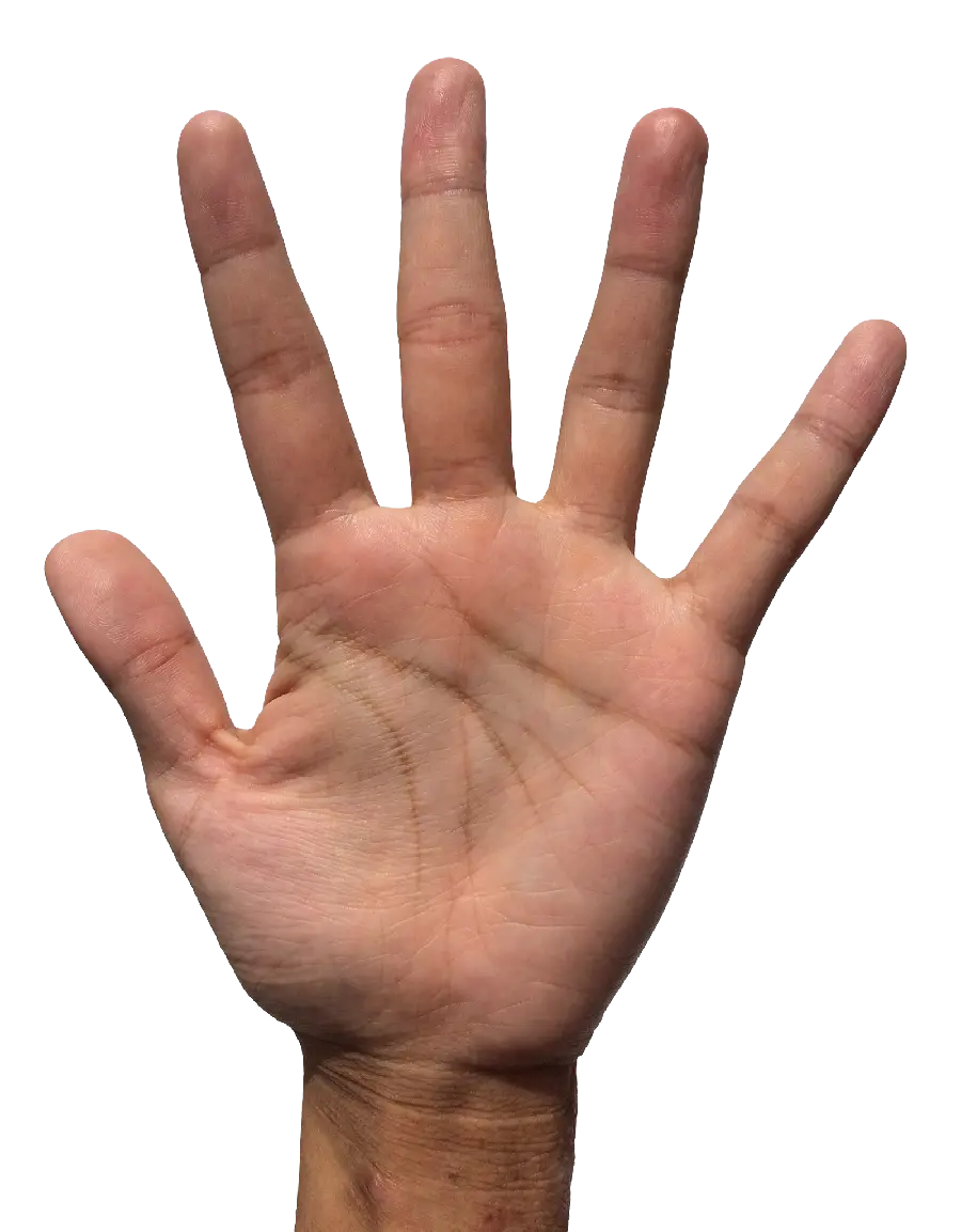 Image of a hand without a background in PNG format 