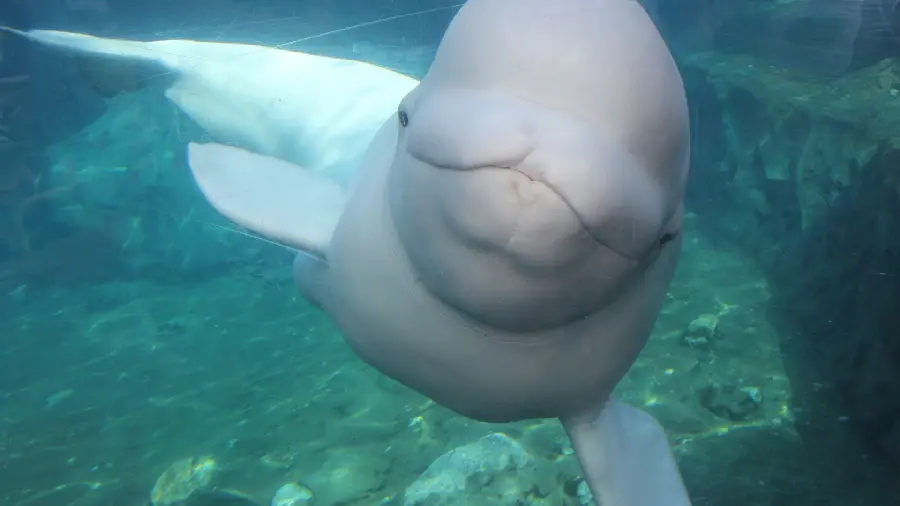 Stock image of one of the beautiful and giant mammals of the seas called the Beluga Whale