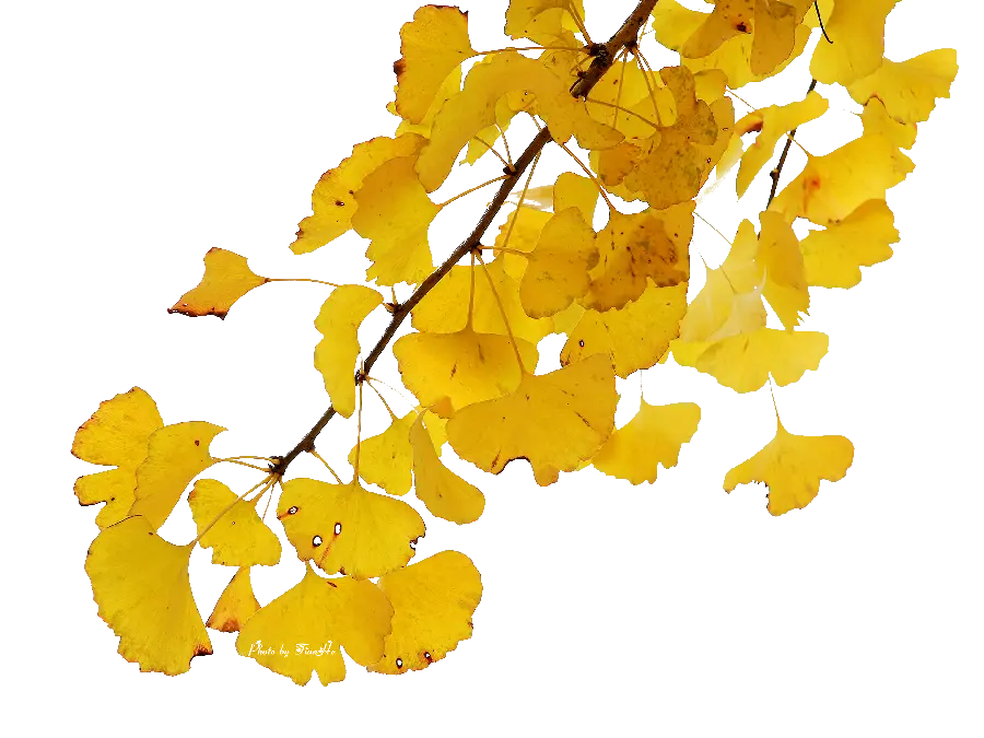 Download the telephoto image of autumn leaves in PNG format