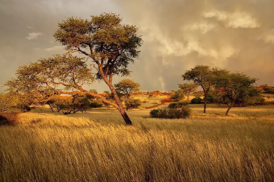 Namibia Natural Trees Landscape National Park Background