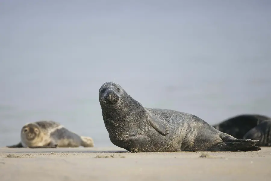 Caspian Seal Photo by the Beach in High Quality 
