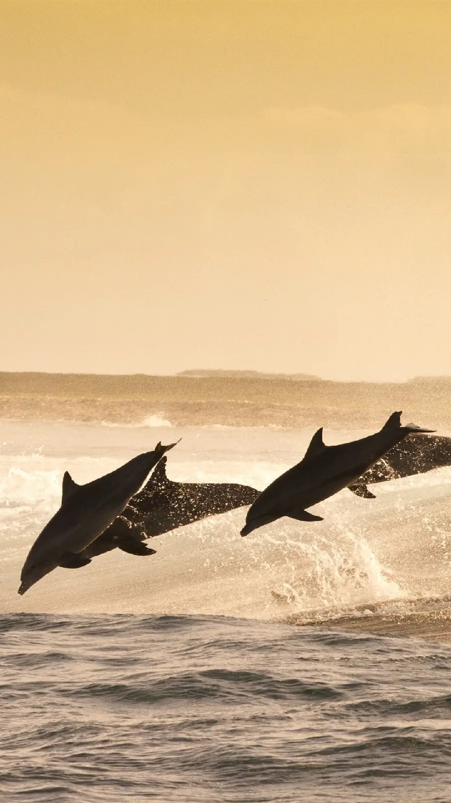 Wallpaper suitable for the phone lock screen of the collective jump of dolphins