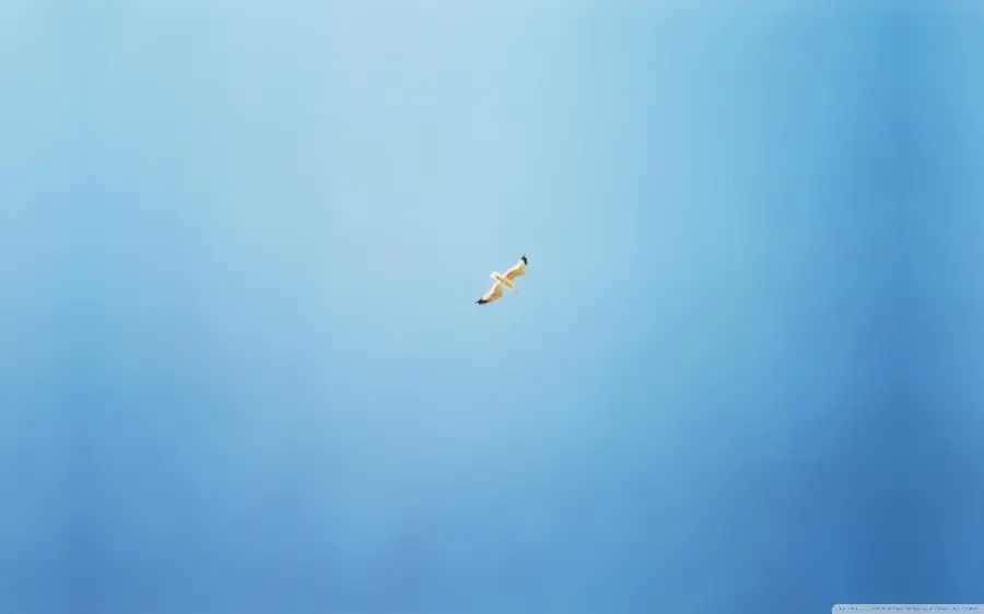 Dreamy and imaginative stock of a lonely bird flying high in the blue sky