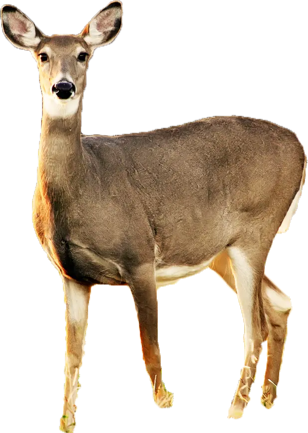 Real and wild deer PNG image without horns