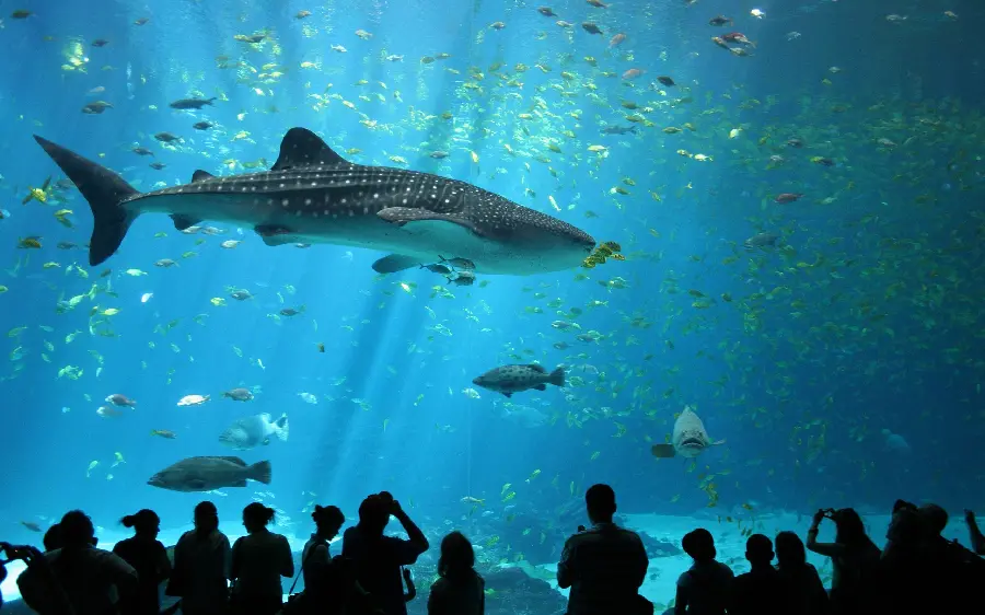Interesting and scary and spectacular photo of whale sharks or whale sharks in the aquarium