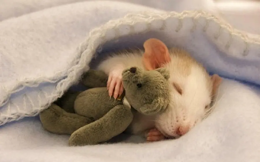 Cute and cute wallpaper of a white mouse lying on a blanket