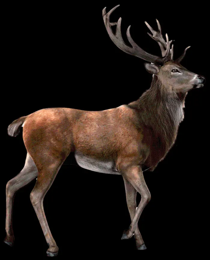 The most downloaded PNG image of a wild deer with a black background
