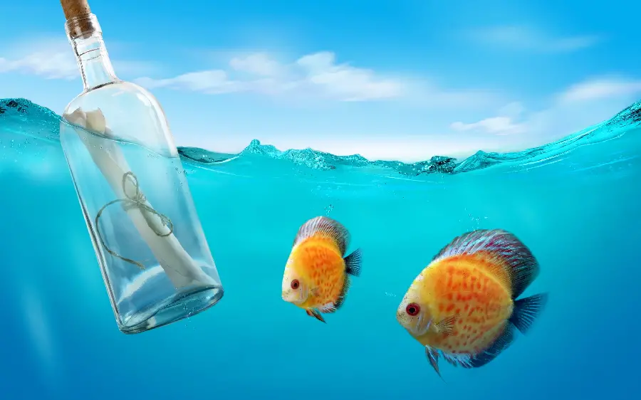 Get a sea profile picture of beautiful and wide fish