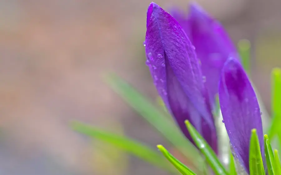 Very beautiful wallpaper of a beautiful purple flower in nature 