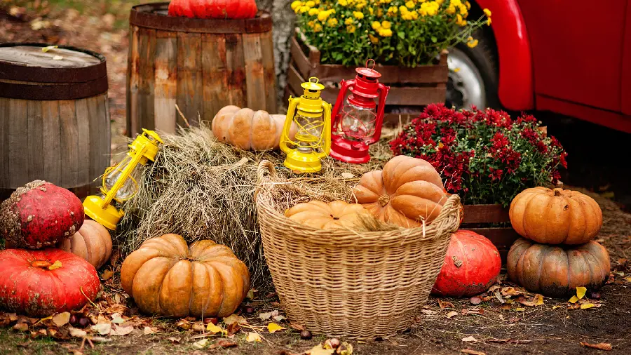 Download artistic 4K stock photo of pumpkin 