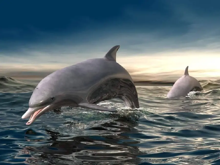 Dolphins swimming in the ocean for desktop