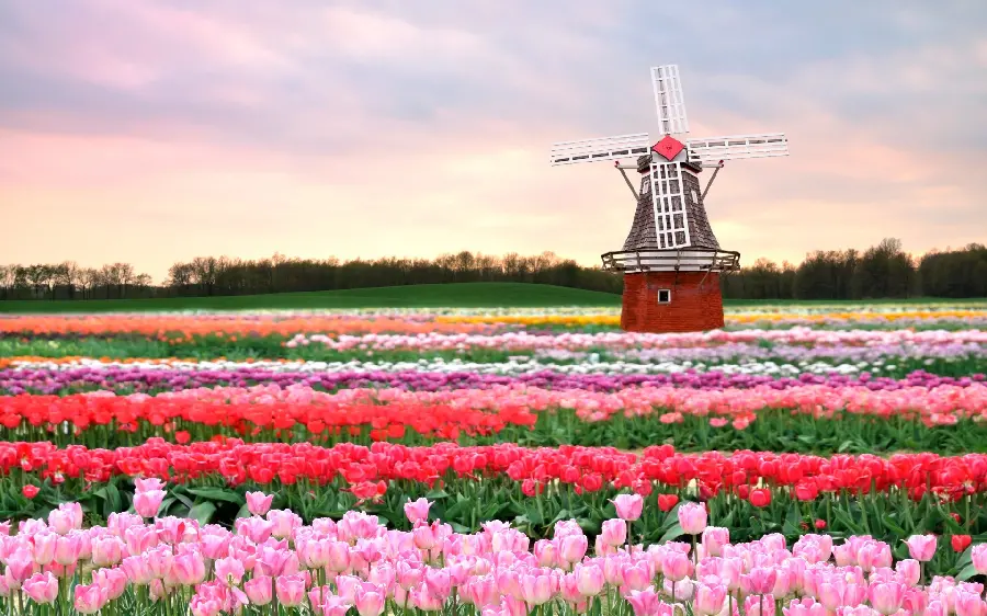 Special photo of a windmill among nature and a landscape of colorful flowers