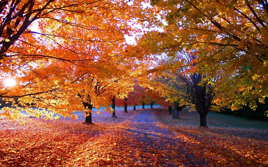 The bitter and sweet romantic memories of the weeping autumn forest