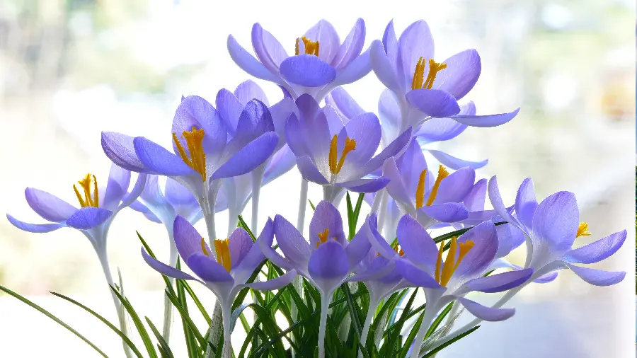 Download purple flowers background photos for Samsung and Xiaomi phones 