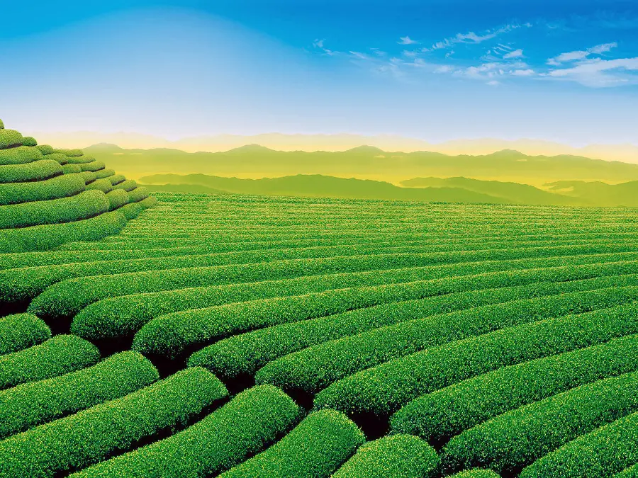 Spectacular wallpaper with a view and lush spring landscape
