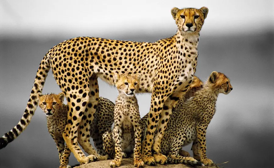 Magnificent photo of a Tanzanian cheetah mother and children 