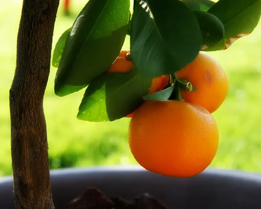 High Quality Stock Image of Ripe Fruit on Tree