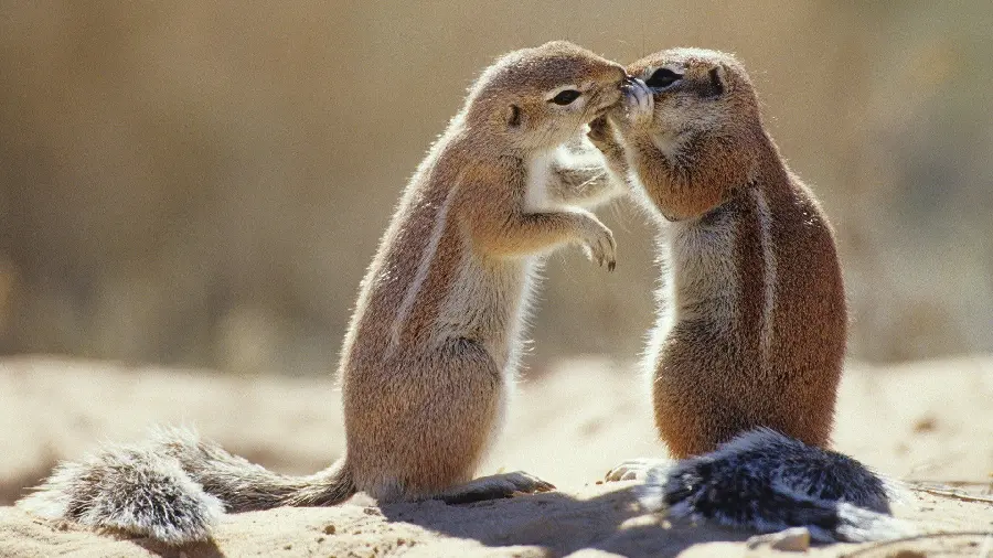 Romantic photo of two ground squirrels kissing