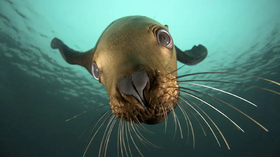 Funny and cute photo of a seal underwater approaching the camera