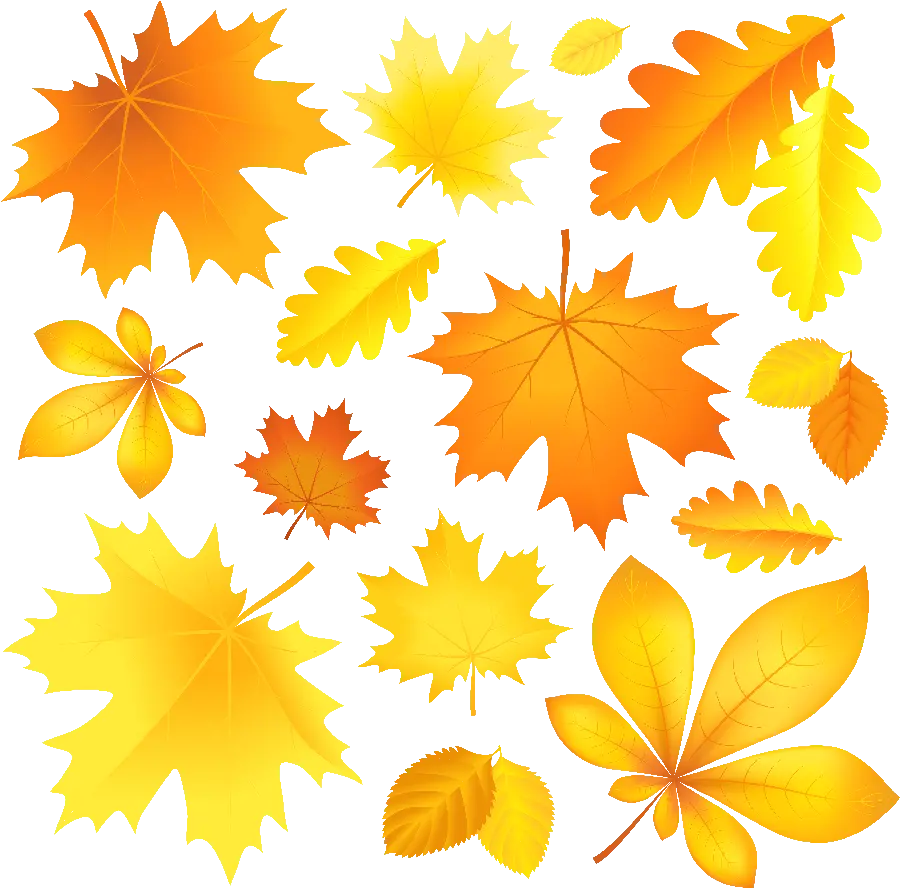 Autumn leaves cut out photo in PNG format