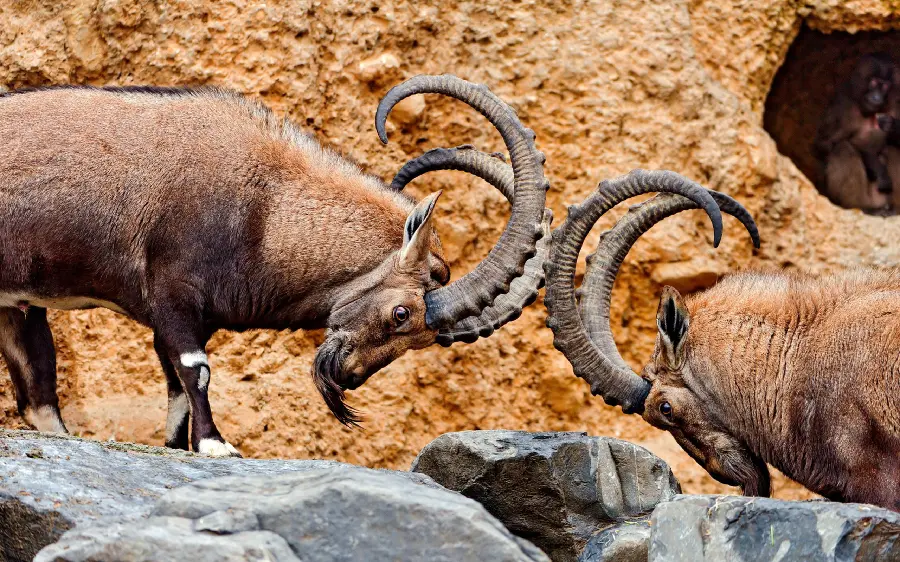 Rare and rarely seen image of a fight and conflict between wild animals 