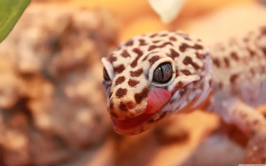 Interesting and special wallpaper of leopard gecko Gekko gecko 