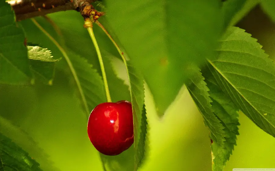 Red Cherry Fruit Tree Profile Photo Free
