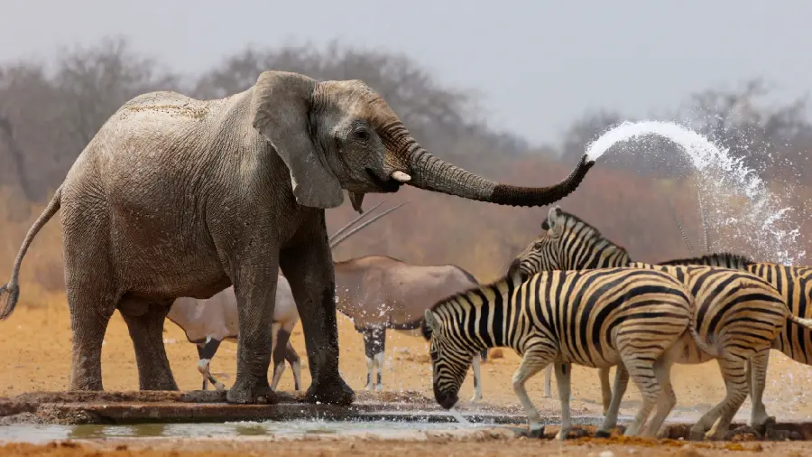Photo of an elephant and zebra in the desert and the desert with 4k quality 