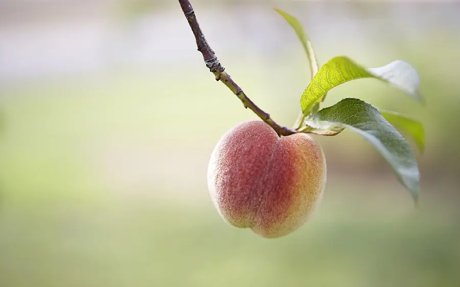 Stock Photo of Ripe Peach Tree on a Blurred Background