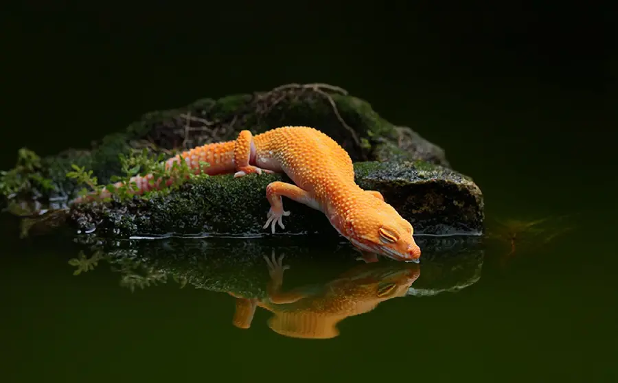 Unique photo of leopard gecko, a species of large lizard