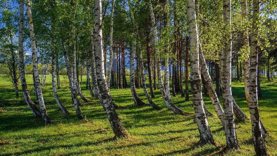 Download Cool Wallpaper of Green Forest Nature HD